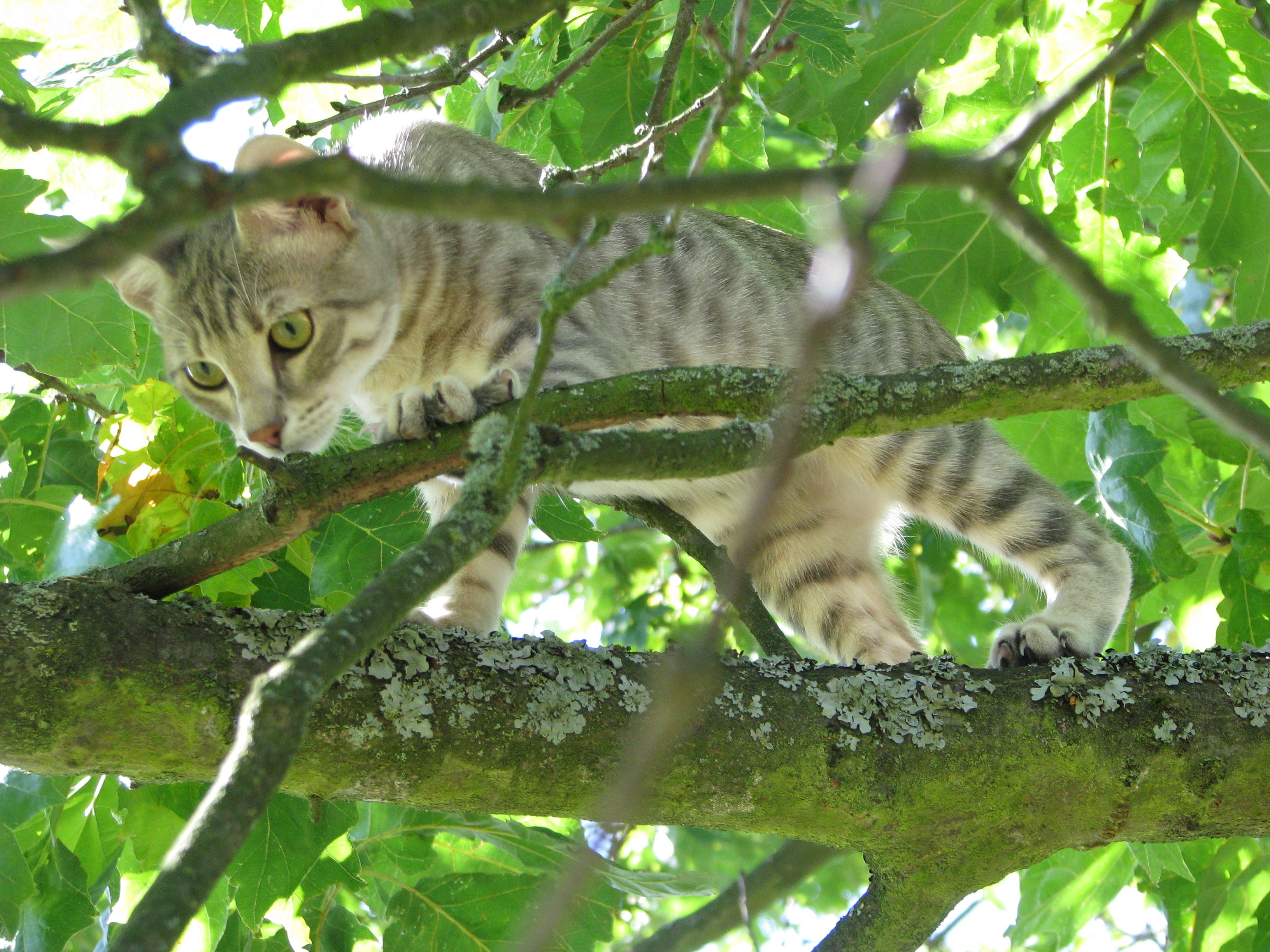 Katze auf einem Baum