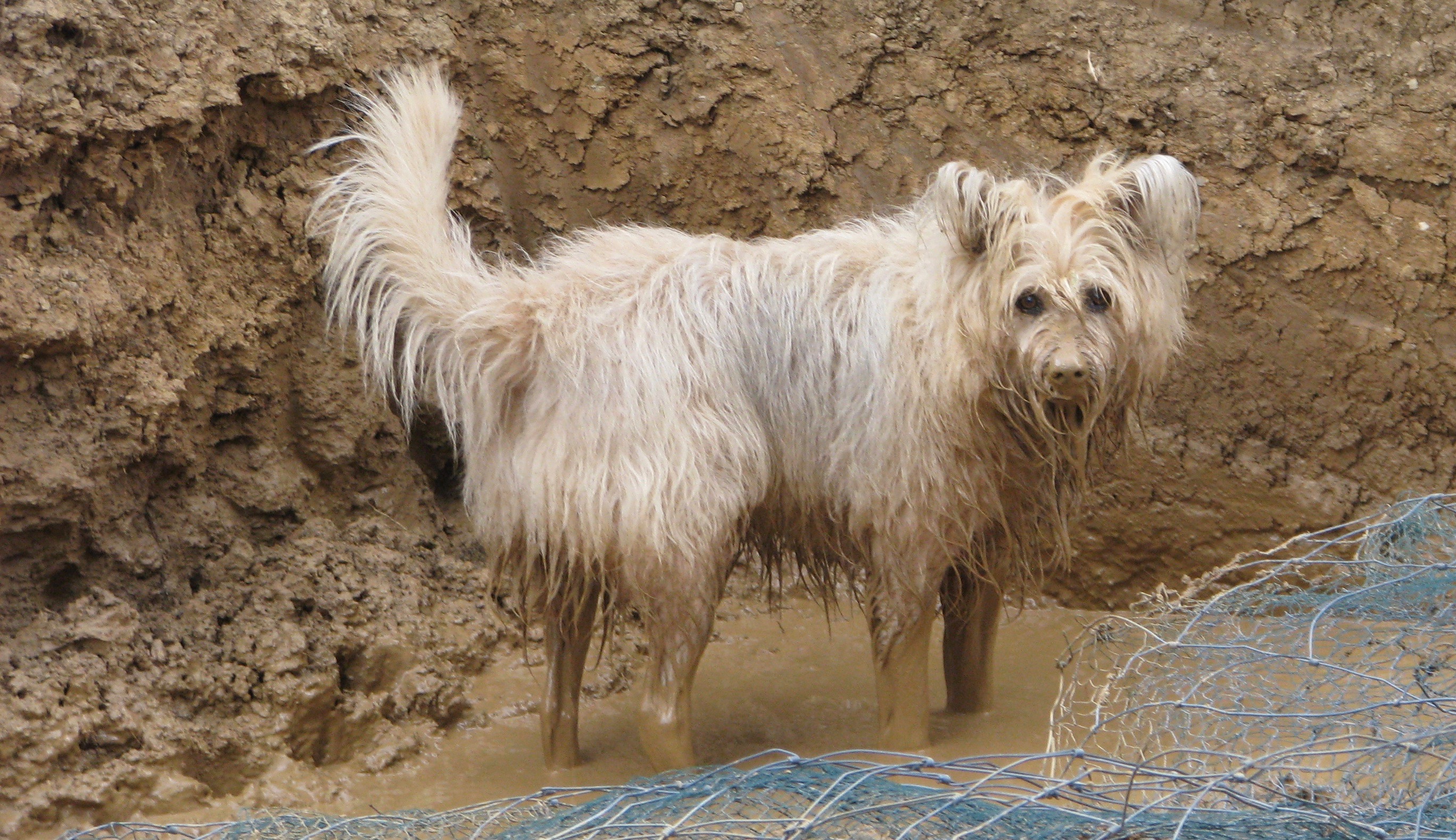 Im Schlamm spielender Hund