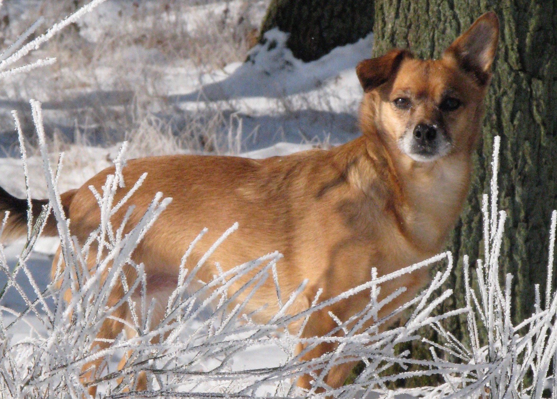 Hund in Aktion