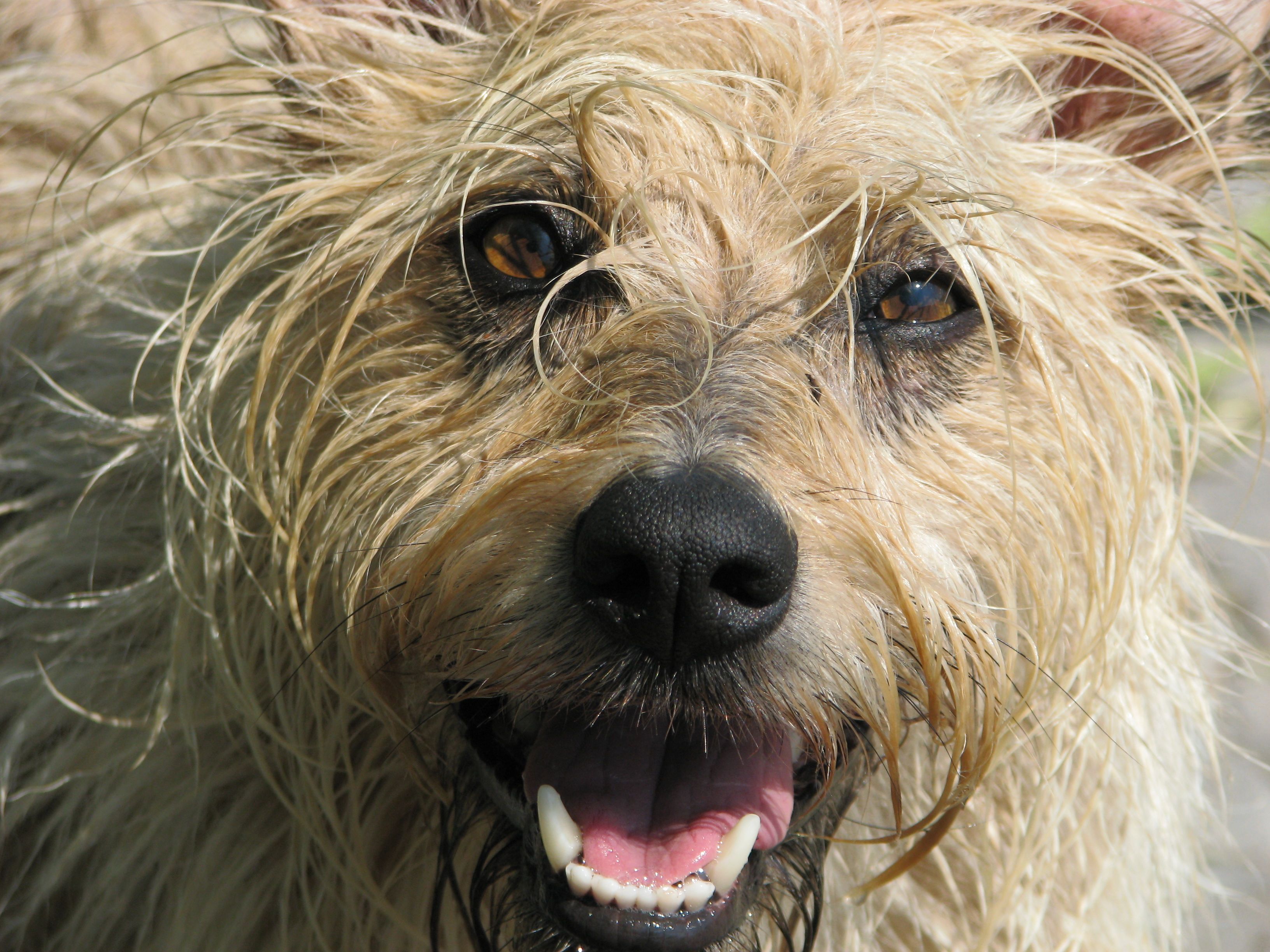 glücklicher Hund